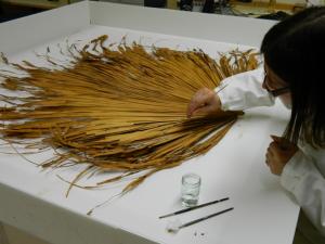 Herbarium conservation at Amgueddfa Cymru - National Museum Wales.